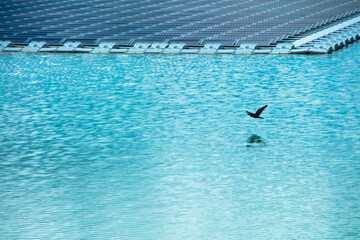 魚を探し求める自然の鳥の一瞬