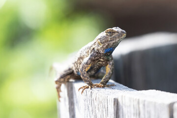 Original closeup wildlife photograph of a Western Fence Lizard with a blue patch on it's throat sitting on a fence