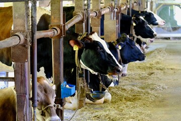 牧場の牛（ホルスタイン種）