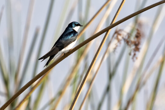 Original wildlife photograph of a blue Tree Swallow resting on a curved reed 