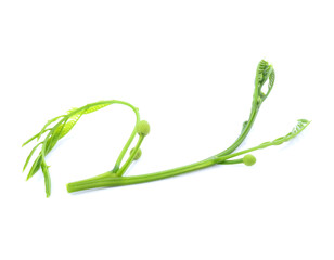 Leucaena an isolated on white Background