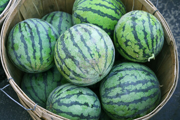 watermelon in container in farm harvest season