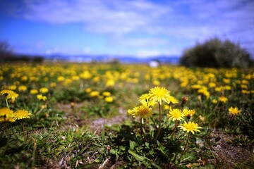 無数に咲いているタンポポと青空と雲