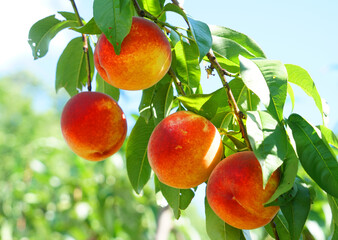close up on fresh peaches on the branch