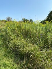 Obraz premium Scenic Minnesota Landscape in the Summer Time