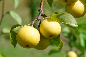 close up on yellow Asian pear on the tree
