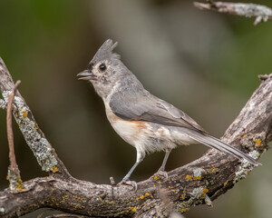 Tufted Titmouse