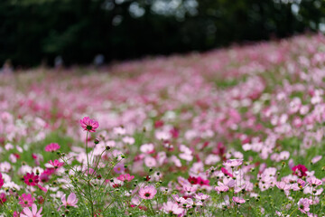 コスモスの風景