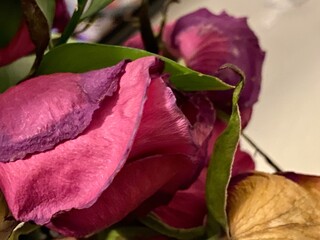 Elegant Faded Rose