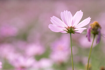 コスモスの風景