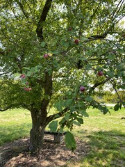 Scenic Minnesota Landscape in the Summer Time
