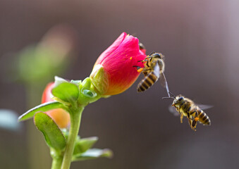 Two Honey Bees Pollinating in the Wild, Nature Theme