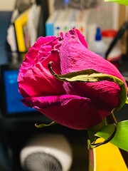 The rose lives as an old woman