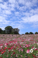 コスモスの風景