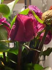 The rose lives as an old woman