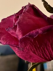 The elegant rose that tries to live