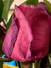 The elegant rose that tries to live