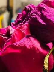 The rose lives as an old woman