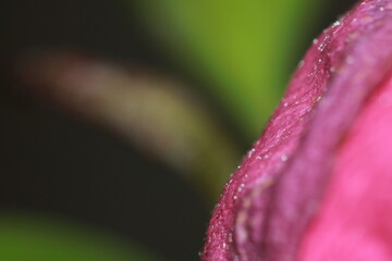 Rose petals trying not to fade away