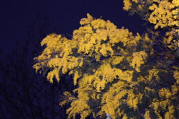 very yellow seasonal mimosa plant just flowered in March