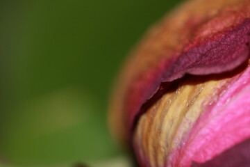 The Art of a Brown Rose Petal