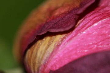 The Art of a Brown Rose Petal