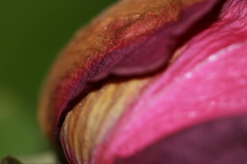 The Art of a Brown Rose Petal