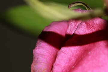 Inside the Intimacy of a Rose