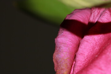Inside the Intimacy of a Rose