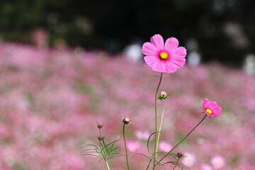 コスモスの風景