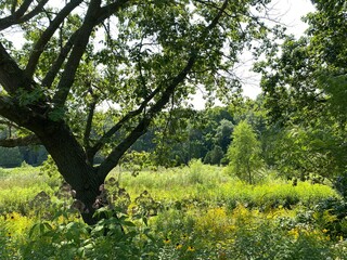 Scenic Minnesota Landscape in Summer Time