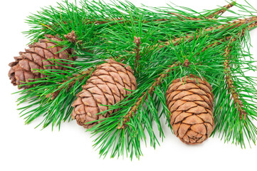 Cedar cones with branch on white