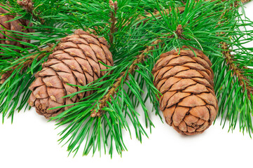 Cedar cones with branch on white