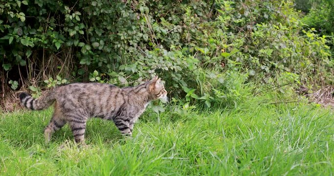 scottish wild cat, Felis silvestris, close to wide shot of it moving /eating on grass with woodland background.