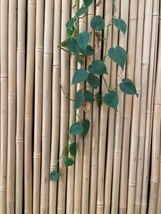 Tall Bamboo fence