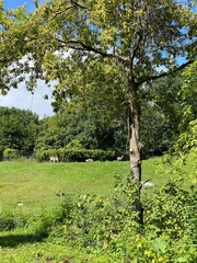 Fototapeta premium Scenic Minnesota Landscape in the Summer Time