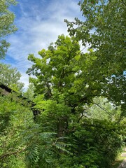 Scenic Minnesota Landscape in the Summer Time