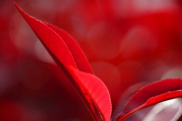 カナメモチの赤い葉のクローズアップとボケた背景