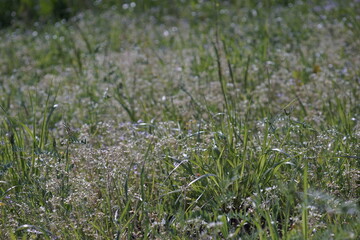 淡い色に霞んで見える草むら