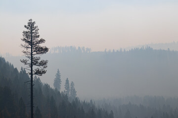 smoky air in the pine trees taken near bend oregon - obrazy, fototapety, plakaty