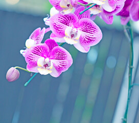 Pink orchid blurred background