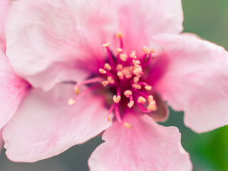 Obraz premium Closeup of a pink blossom