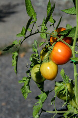 Closeup of 'Early Girl' tomatoes growing in a garden, both ripe and unripe
