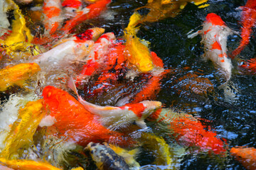 Obraz na płótnie Canvas Blurred Fancy carp in water.