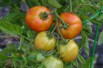 Closeup of 'Early Girl' tomatoes growing in a garden, both ripe and unripe
