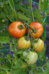 Closeup of 'Early Girl' tomatoes growing in a garden, both ripe and unripe
