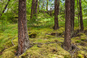 many tree trunks in the forest summer time nature green wood.