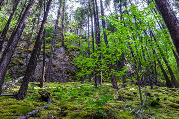 many tree trunks in the forest summer time nature green wood.