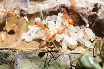 Close up of group red ants in leaf nest