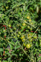 Closeup of tomatoes in a red tomato cage growing in a garden, as a nature background
